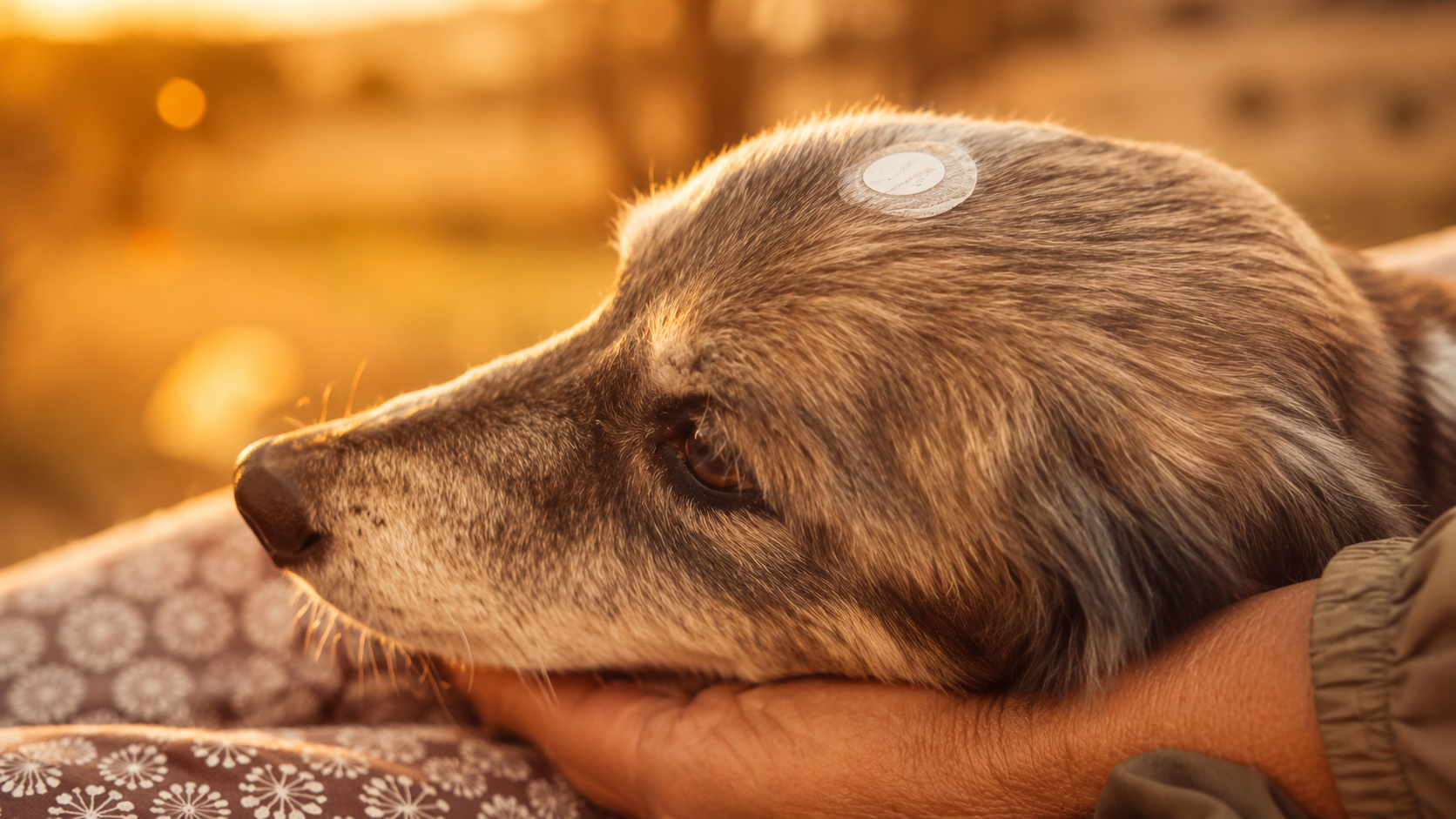Dog with a LifeWave patch resting peacefully in golden light